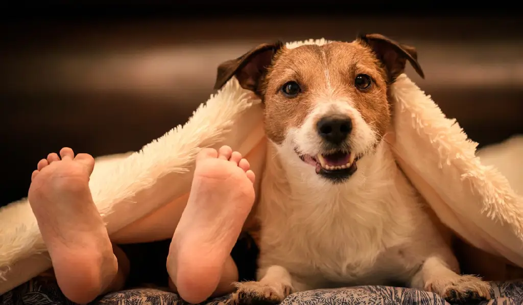 Anjing tidur nyenyak di atas penutup sofa.