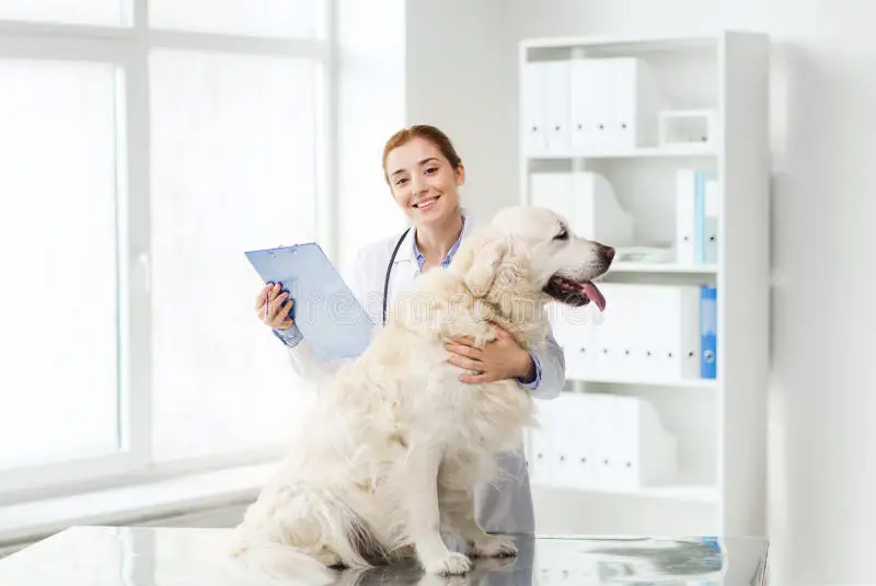 Anjing yang bahagia di klinik hewan