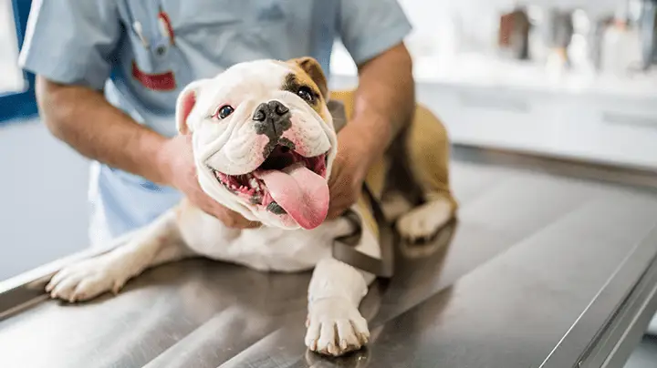 Anjing yang gembira di klinik hewan