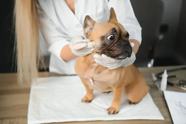 Anjing yang gembira di klinik hewan