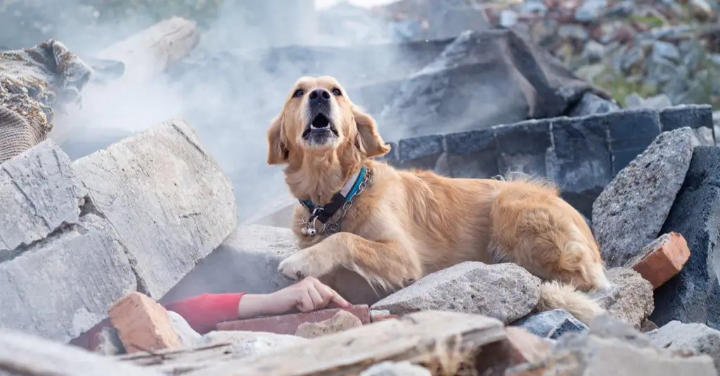 Anjing yang diselamatkan