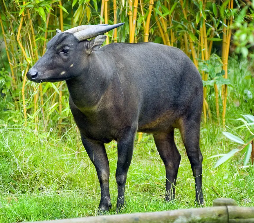 Anoa Dataran Rendah