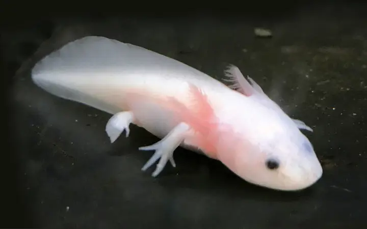 Gambar Axolotl