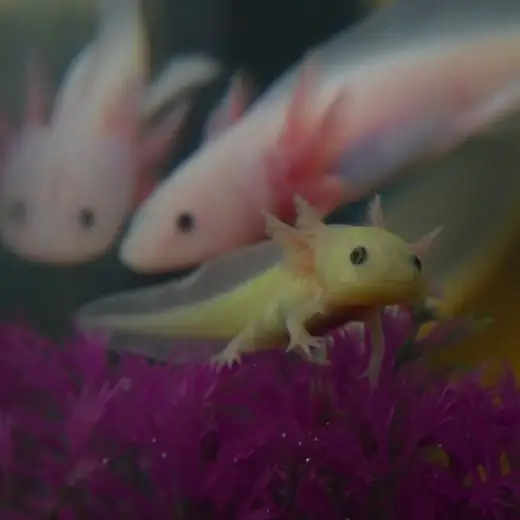 Gambar axolotl, salamander yang dapat meregenerasi anggota tubuhnya