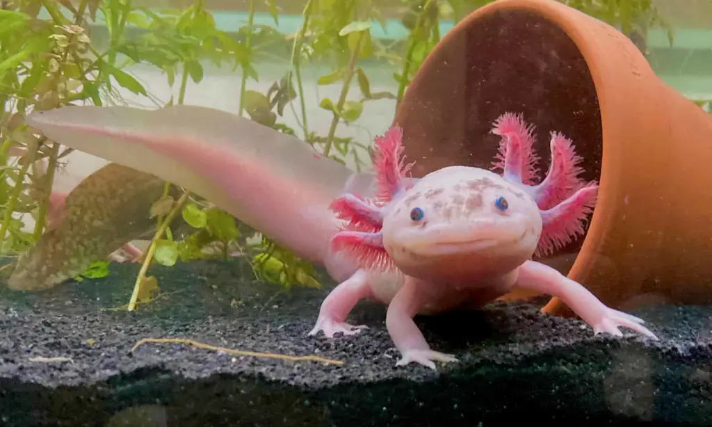 Axolotl salamander yang sehat dan aktif