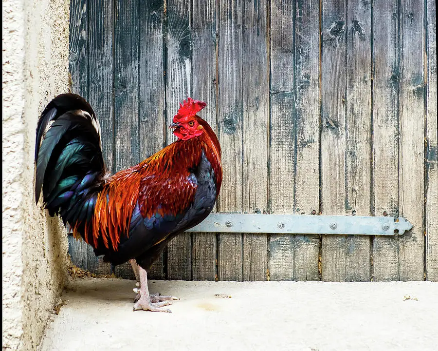 Ayam jantan, simbol keberanian dan kebebasan Prancis