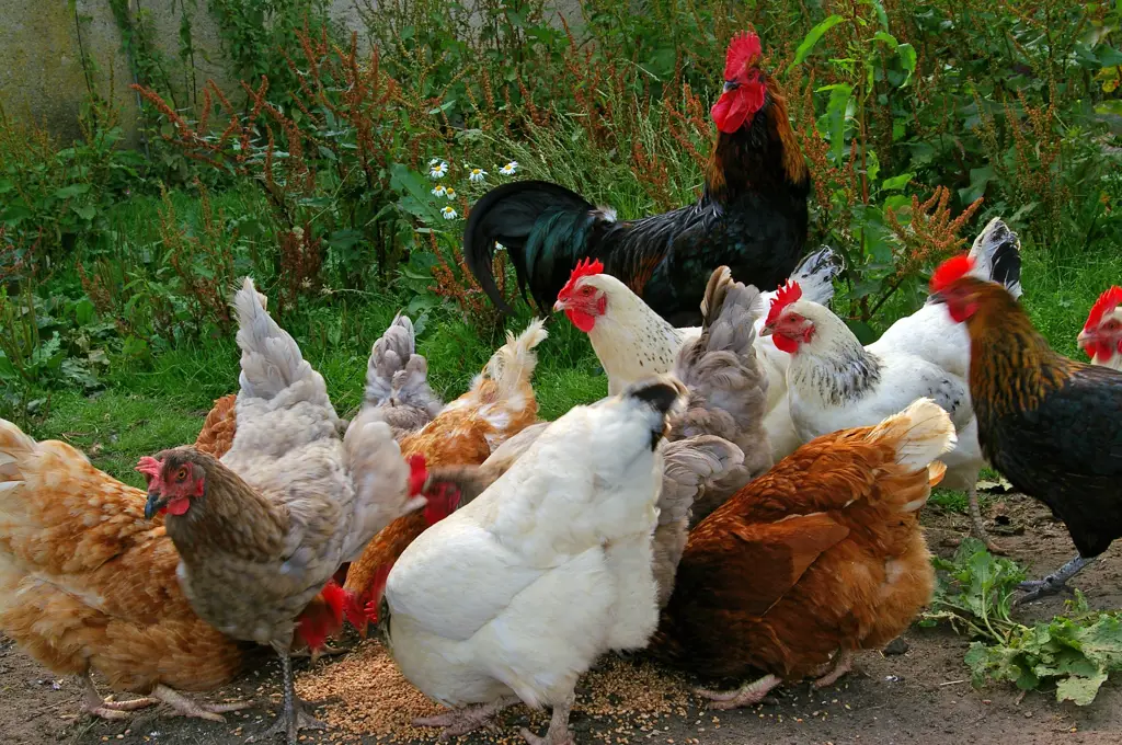 Peternakan ayam organik dengan ayam-ayam yang bahagia