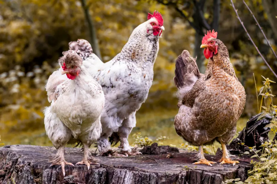 Ayam yang sehat dan terawat