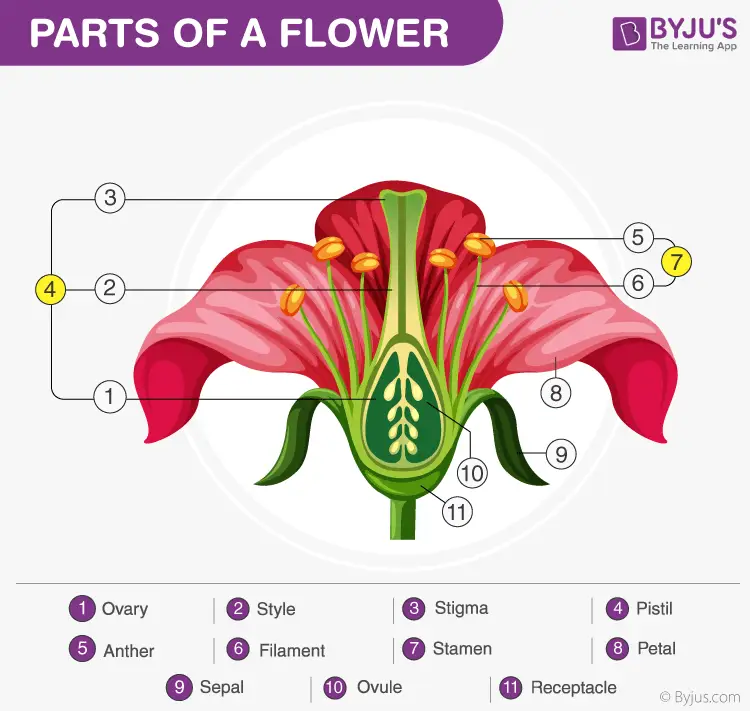 Diagram anatomi bunga kamboja