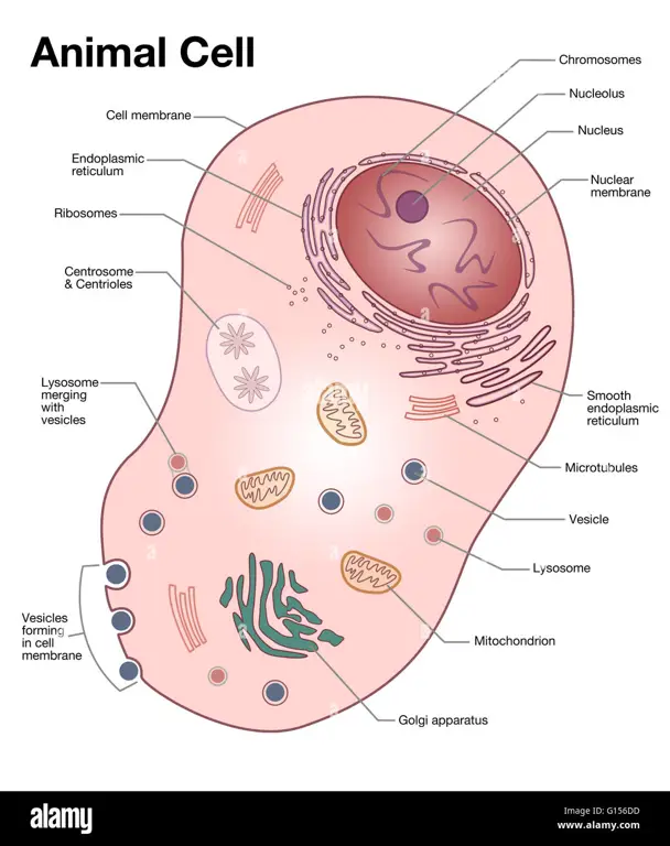 Diagram sel hewan