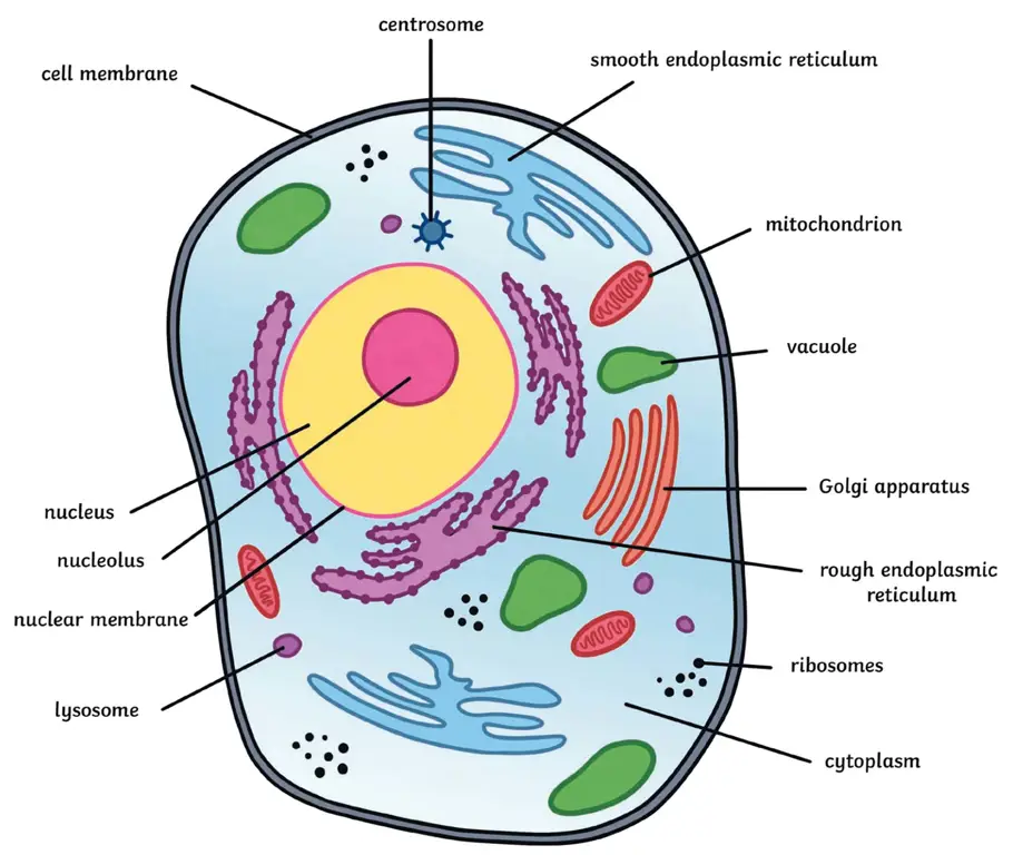 Gambar sel hewan dengan label organel-organelnya.