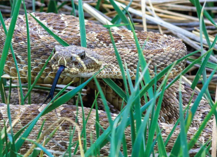 Ular di Rumput