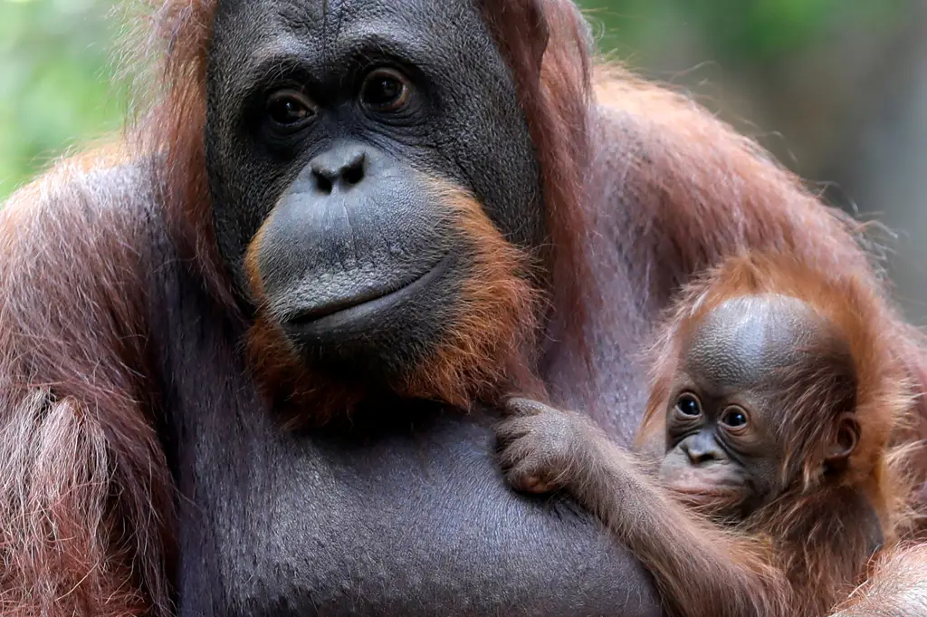 Bayi orangutan yang lucu dan menggemaskan sedang bergelantungan di pohon.