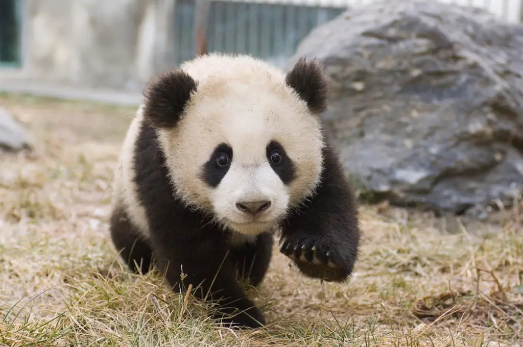 Gambar bayi panda yang sedang bermain-main