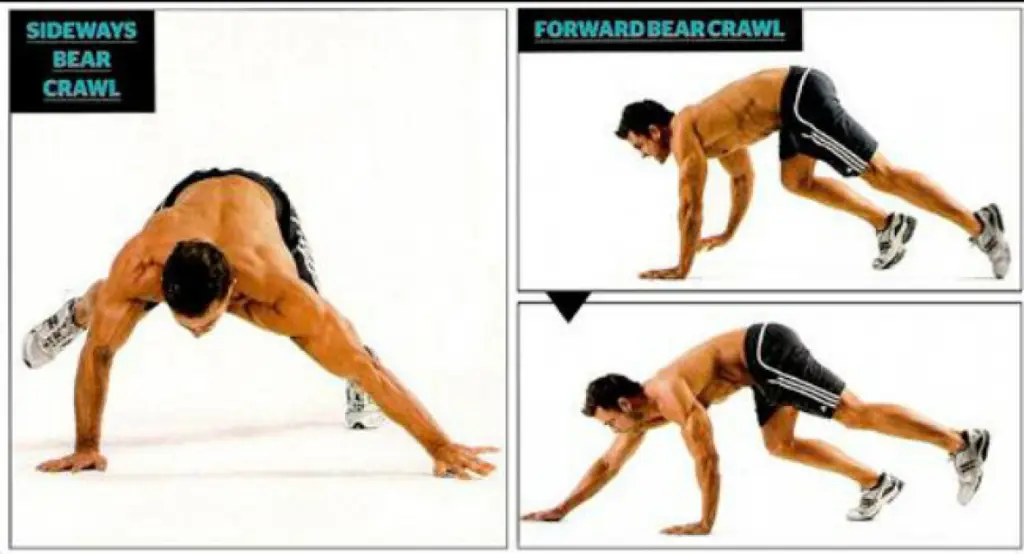 Ilustrasi bear crawl exercise