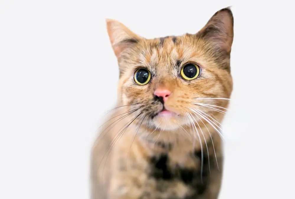 Berbagai bentuk pupil mata kucing