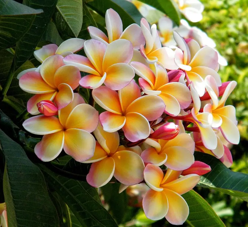 Bunga kamboja Plumeria obtusa dengan kelopak lebar dan warna putih kekuningan