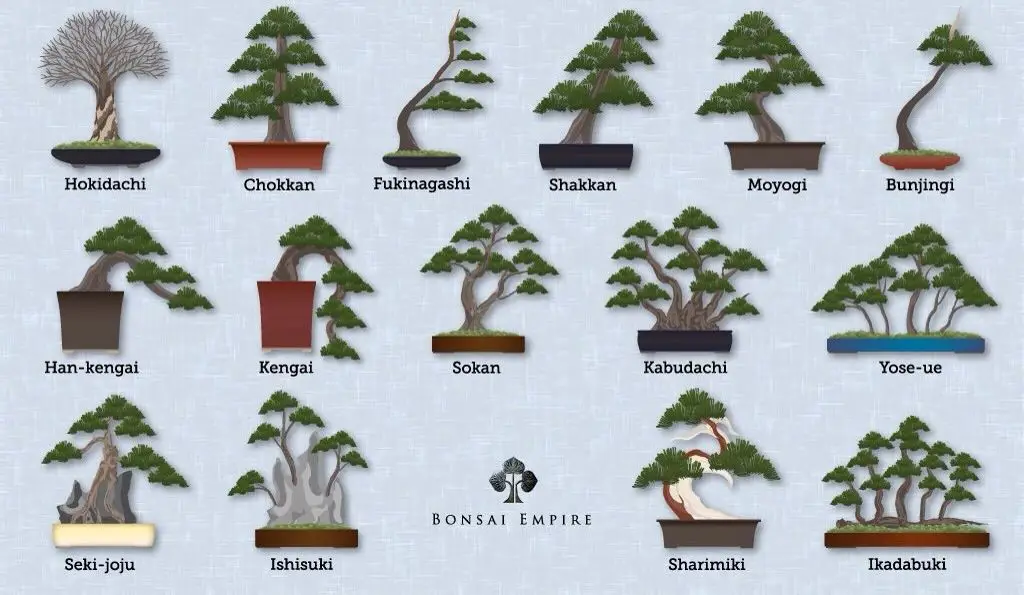 Berbagai macam gaya Kamboja bonsai