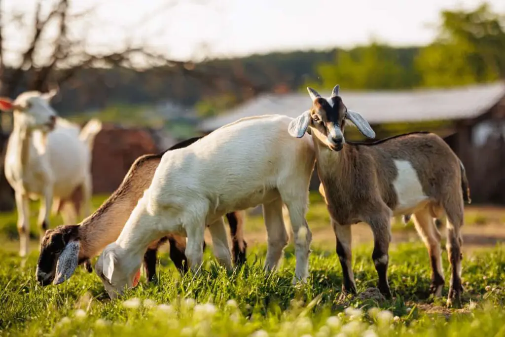 Peternakan kambing di Indonesia