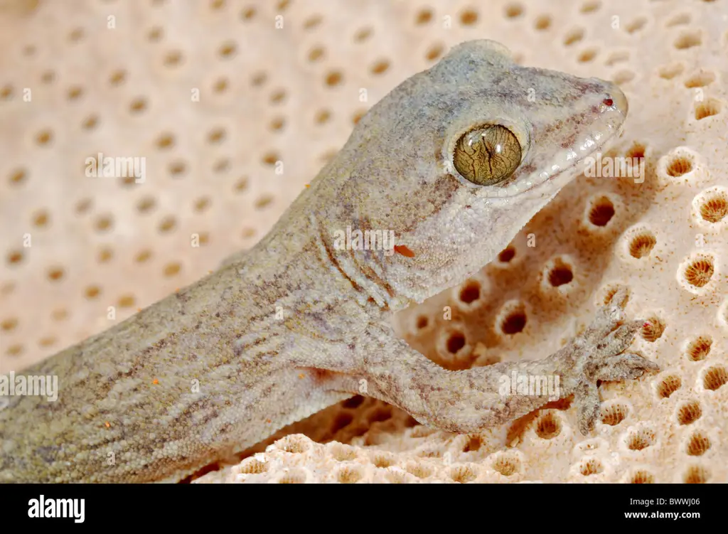 Reptil endemik Socotra