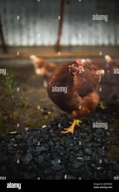 Ayam-ayam di peternakan Cedea Farm