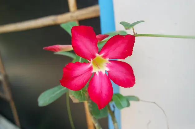 Berbagai varietas bunga kamboja Jepang dengan warna dan bentuk yang berbeda.