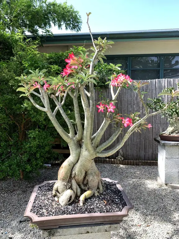 Bonsai Kamboja Jepang yang indah