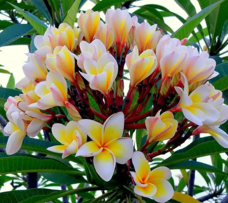 Bunga Kamboja Merah (Plumeria rubra)