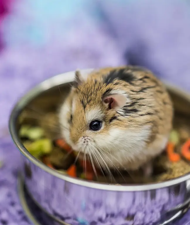 Gambar berbagai jenis hamster