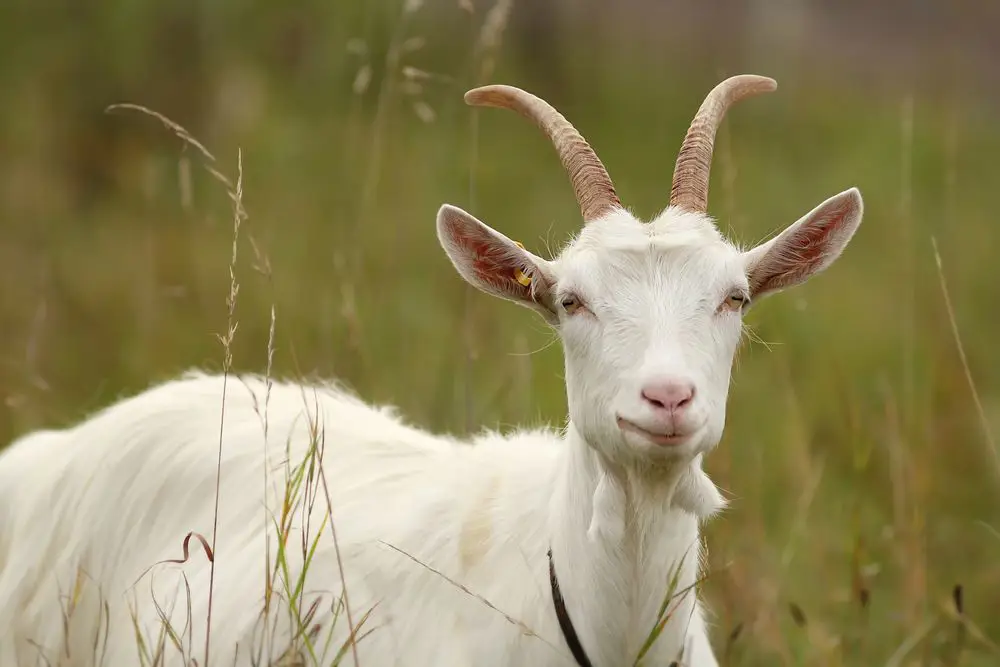 Gambar kambing jantan