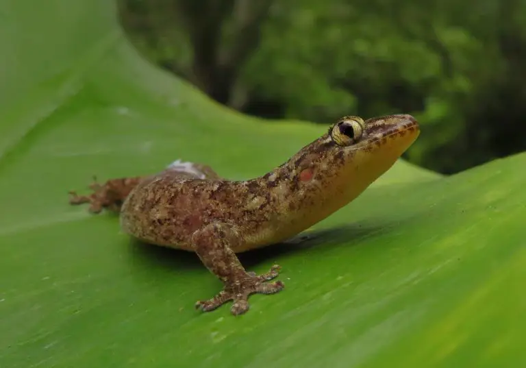 Reptil Liar di Bali