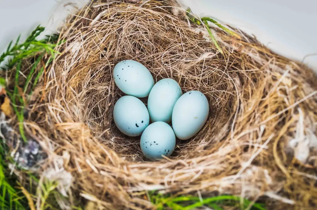 Berbagai jenis telur burung