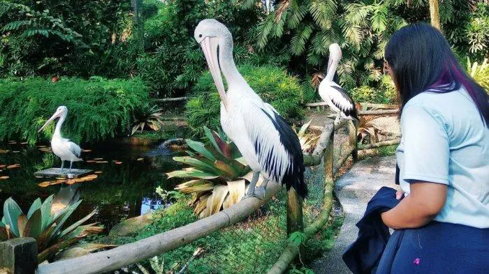 Hewan-hewan di Kebun Binatang Bandar Lampung