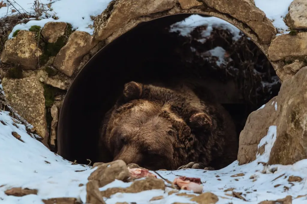 Beruang yang sedang hibernasi