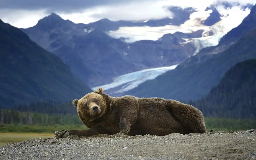 Beruang grizzly di Alaska