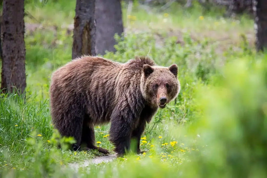 Gambar beruang hibrida kutub dan grizzly