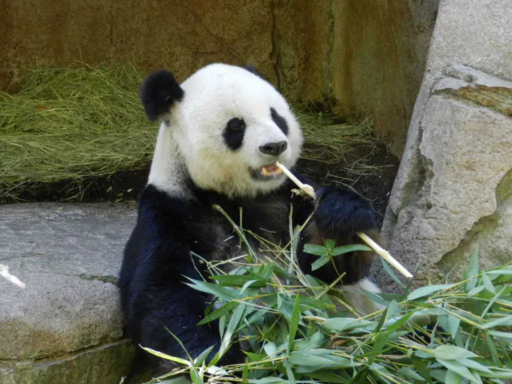 Beruang panda memakan bambu