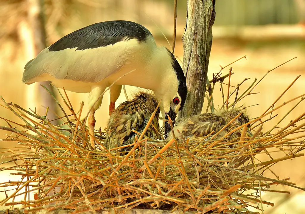 Burung di sarang