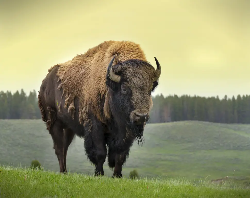 Bison Amerika di padang rumput