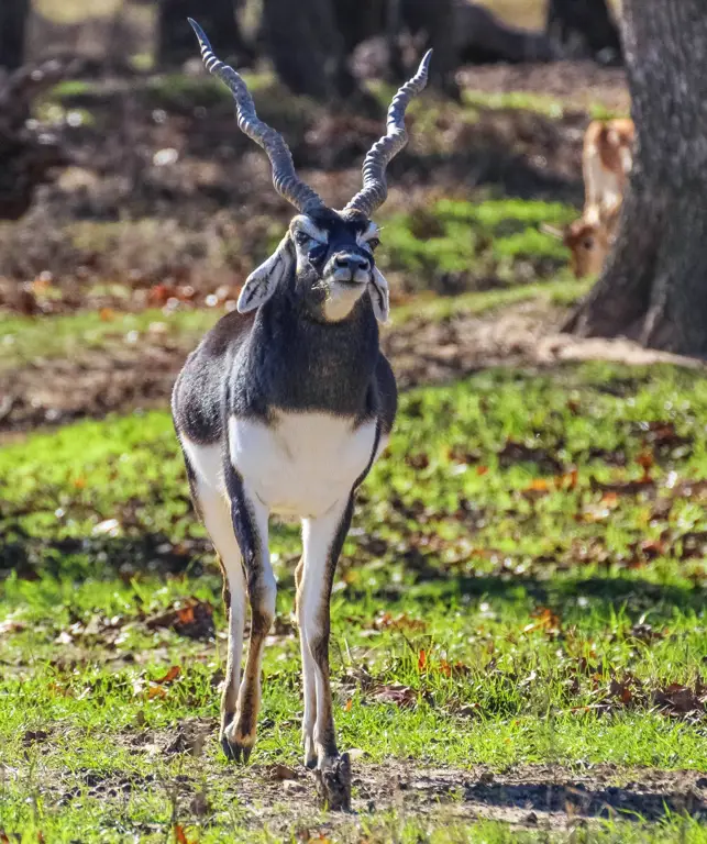 Antelope India Hitam