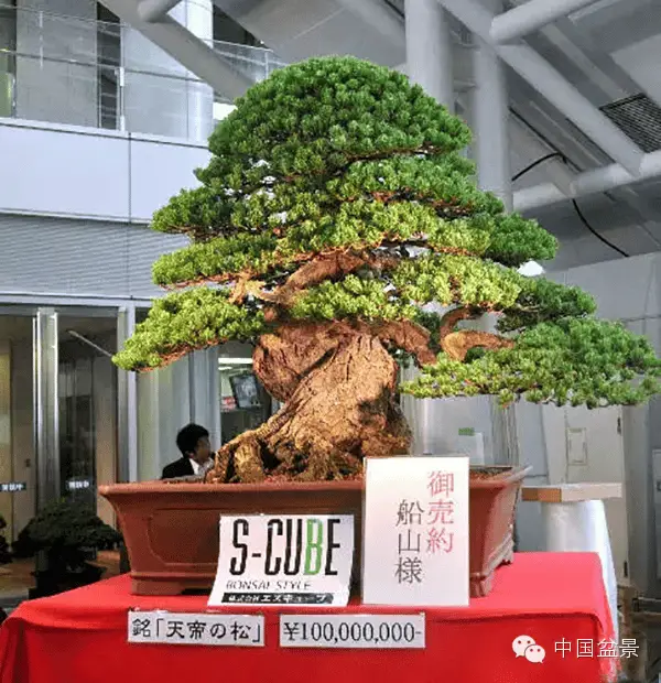 Contoh bonsai kamboja termahal