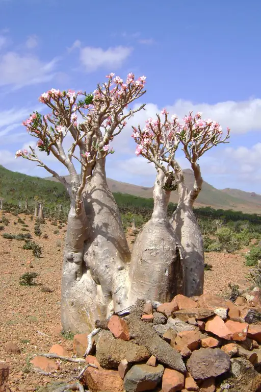 Berbagai macam bonsai kamboja jepang dengan bentuk yang unik