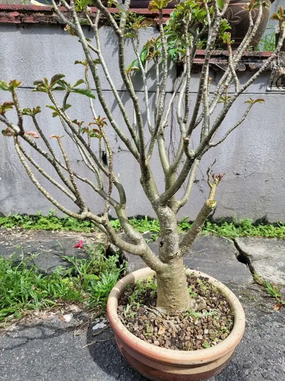 Gambar bonsai kamboja jepang yang sedang berbunga