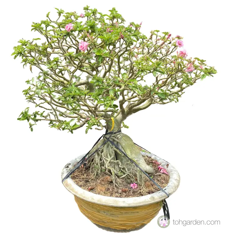 Bonsai Kamboja Jepang yang indah