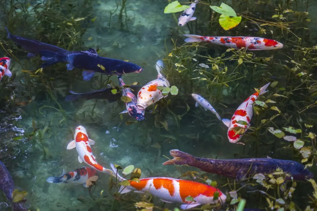 Gambar budaya memancing Jepang