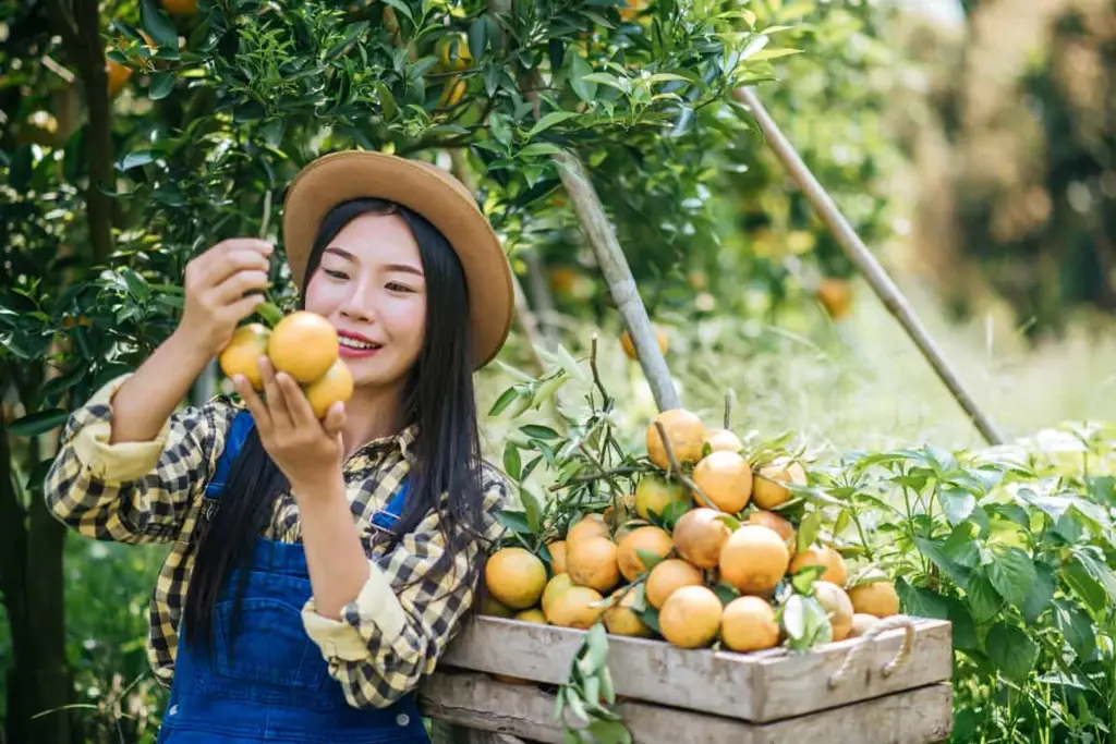 Petani jeruk Indonesia sedang memetik jeruk