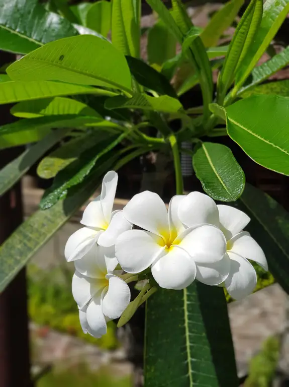 Bunga kamboja digunakan sebagai sesaji di pura Bali