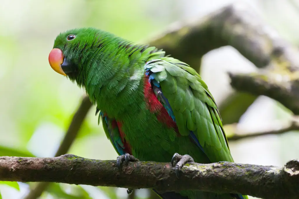 Burung beo yang berwarna-warni