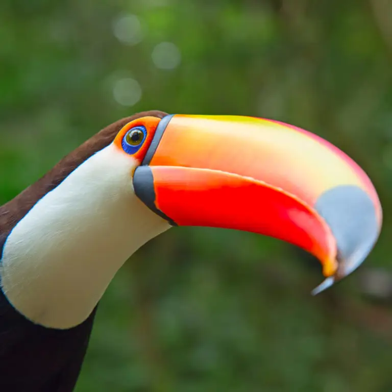 Burung-burung tropis berwarna-warni