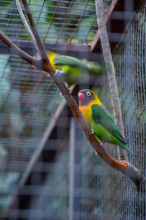 Burung-burung bahagia di dalam sangkar